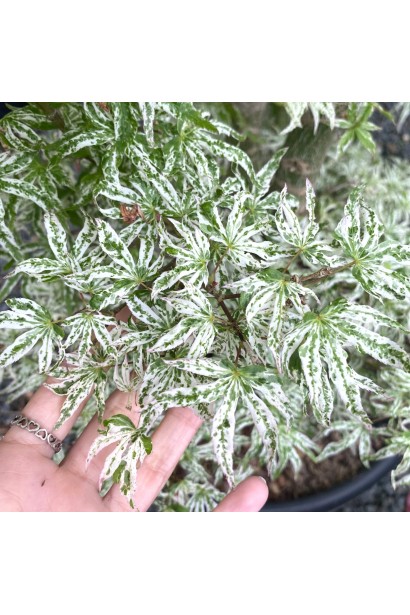 Листья клена укигумо в летнем оттенке.